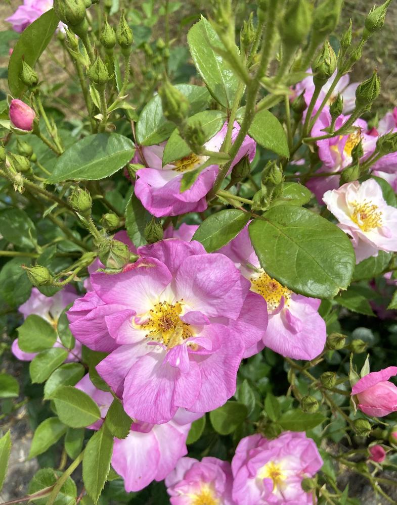 Photo of Rose (Rosa 'Erfurt') uploaded by Calif_Sue