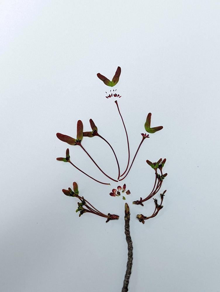 Photo of Red Maple (Acer rubrum) uploaded by Eean