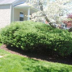 Location: Downingtown, Pennsylvania
Date: 2022-05-10
two shrubs intertwined and lightly sheared