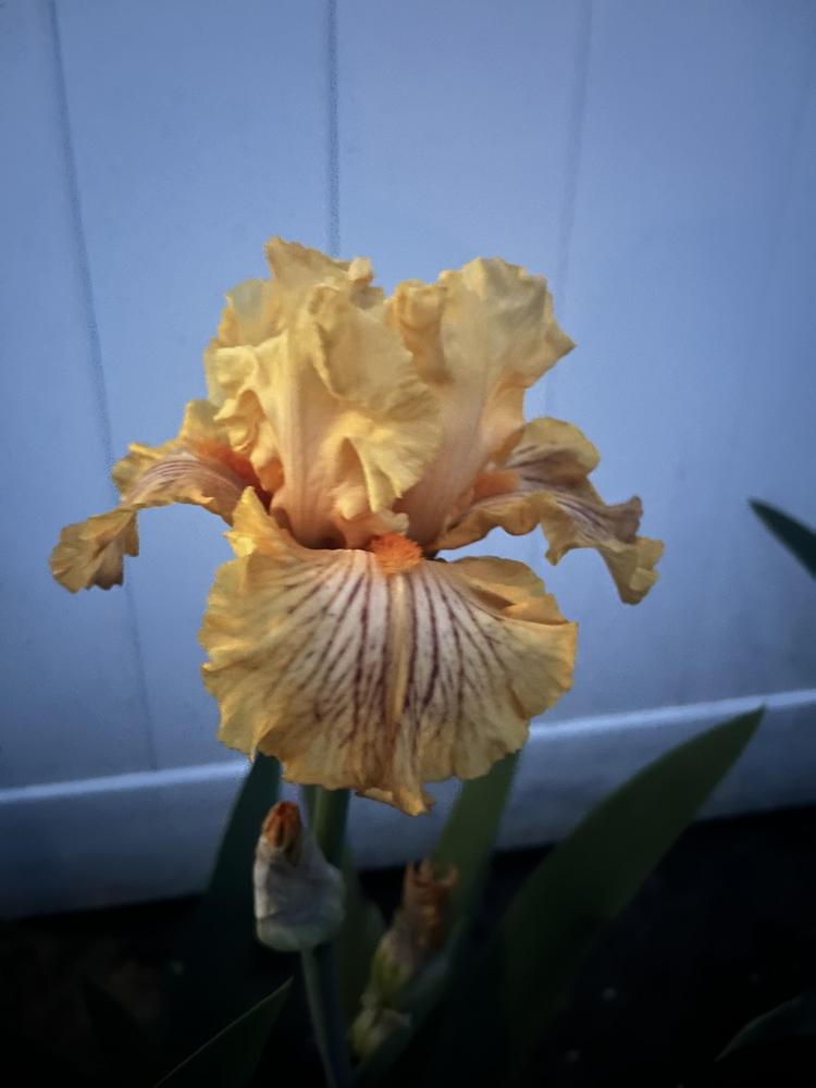Photo of Tall Bearded Iris (Iris 'Sammie's Jammies') uploaded by MrsMud