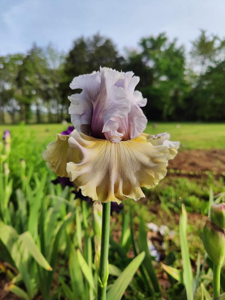 Photo of Tall Bearded Iris (Iris 'Sergey') uploaded by ScarletBandit