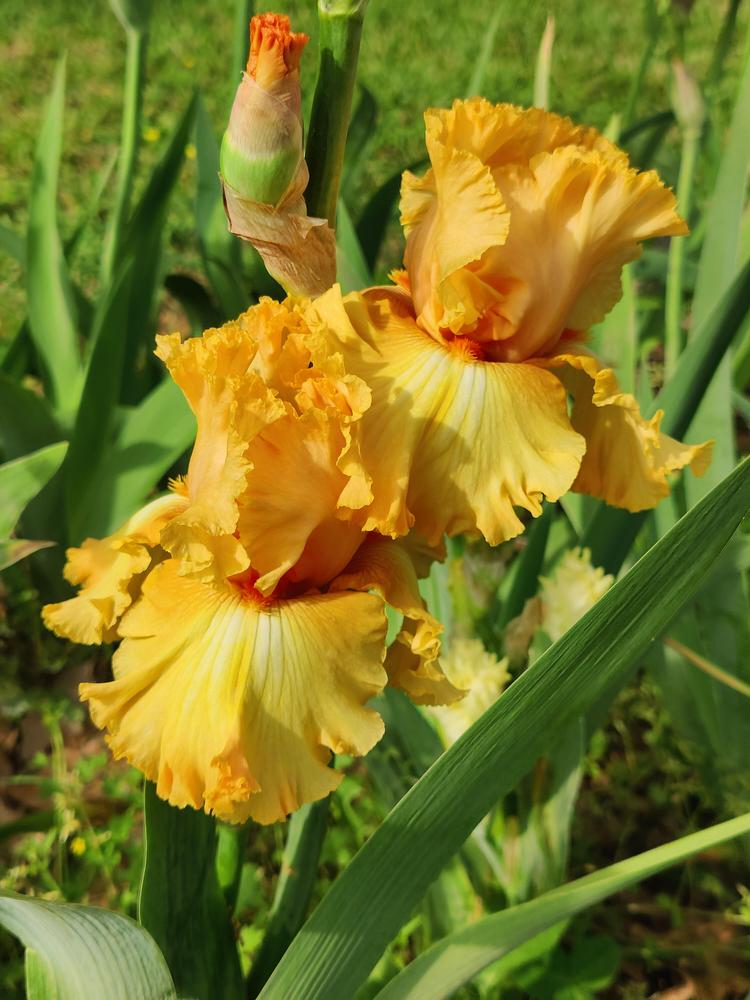Photo of Tall Bearded Iris (Iris 'Orange Juice') uploaded by ScarletBandit