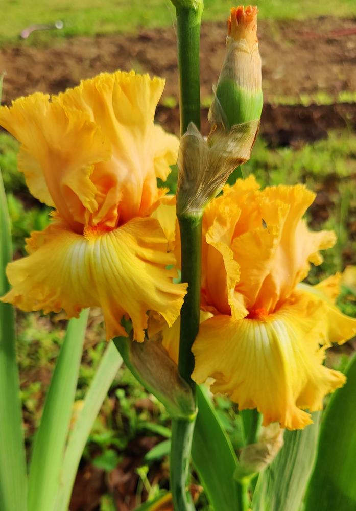 Photo of Tall Bearded Iris (Iris 'Orange Juice') uploaded by ScarletBandit