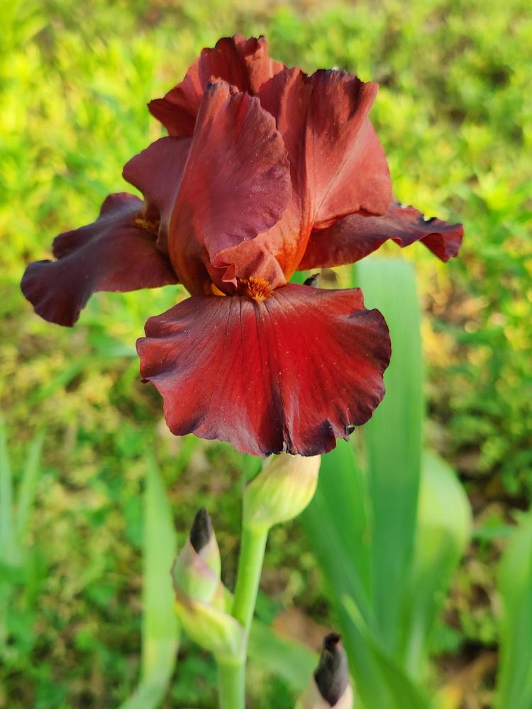 Photo of Tall Bearded Iris (Iris 'Spartan') uploaded by ScarletBandit