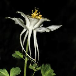 Location: Botanical Gardens of the State of Georgia...Athens, Ga
Date: 2022-05-10
White Columbine 008