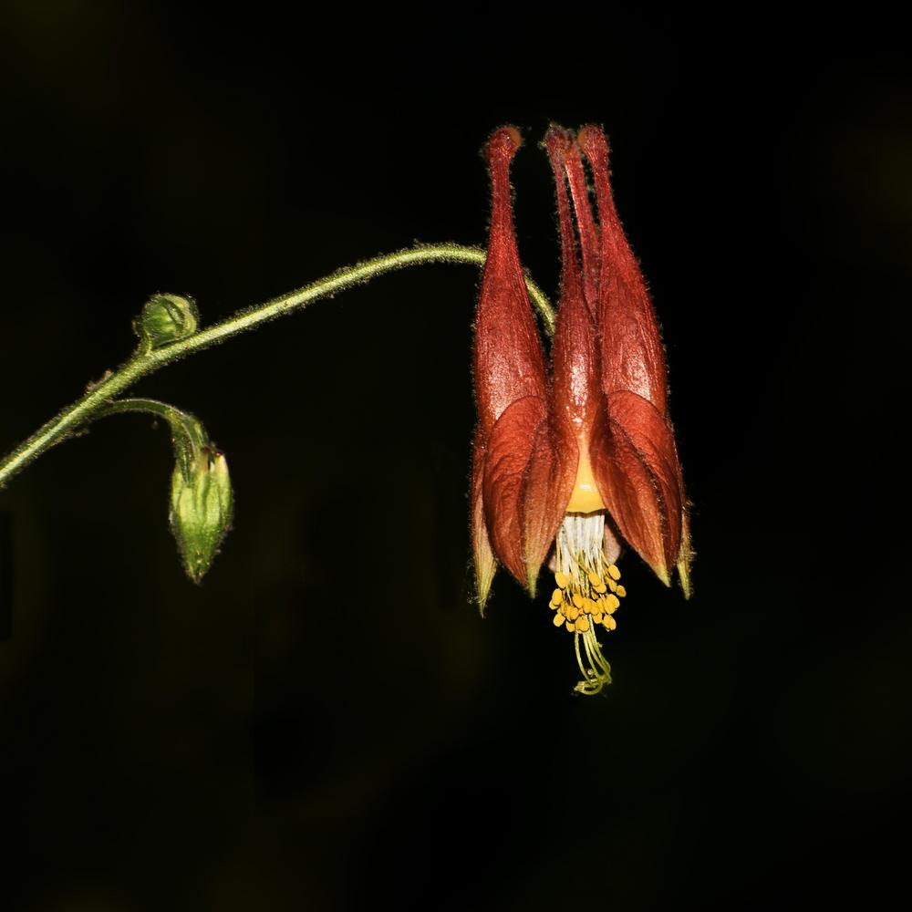 Photo of Eastern Red Columbine (Aquilegia canadensis) uploaded by dawiz1753