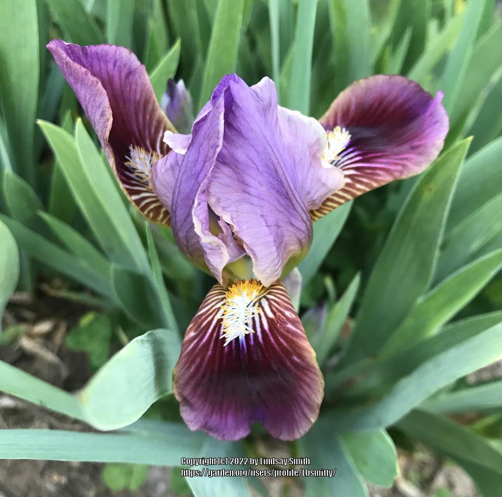 Photo of Standard Dwarf Bearded Iris (Iris 'Little Rosy Wings') uploaded by Lbsmitty