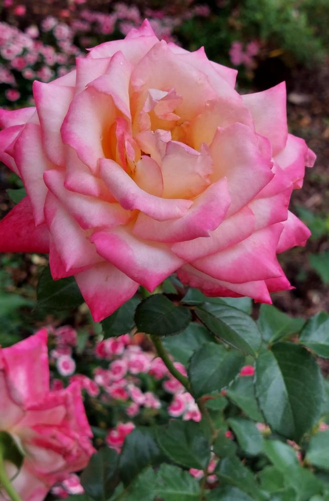 Photo of Rose (Rosa 'Perfume Delight') uploaded by LindsayG