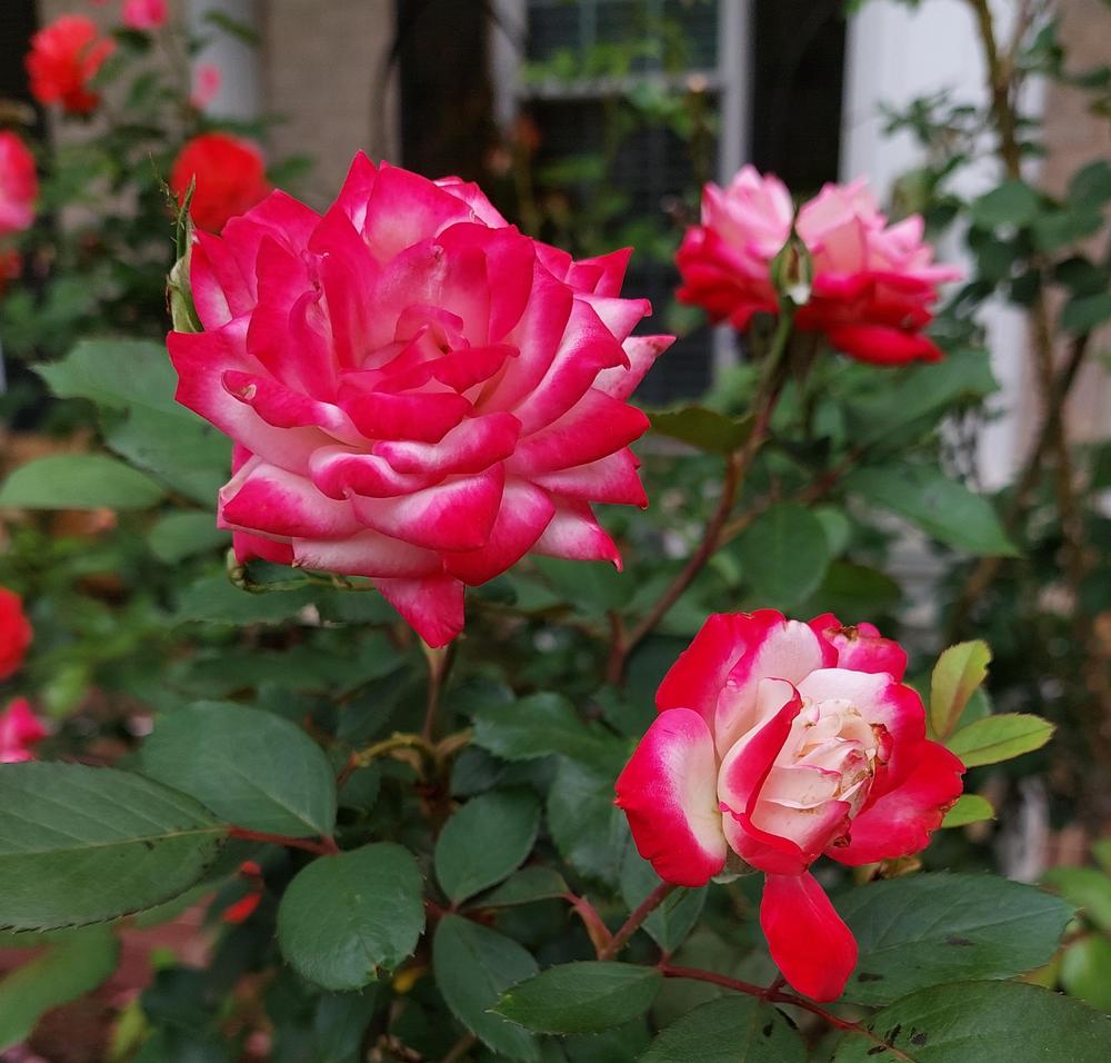 Photo of Rose (Rosa 'Grace N' Grit Pink BiColor') uploaded by LindsayG