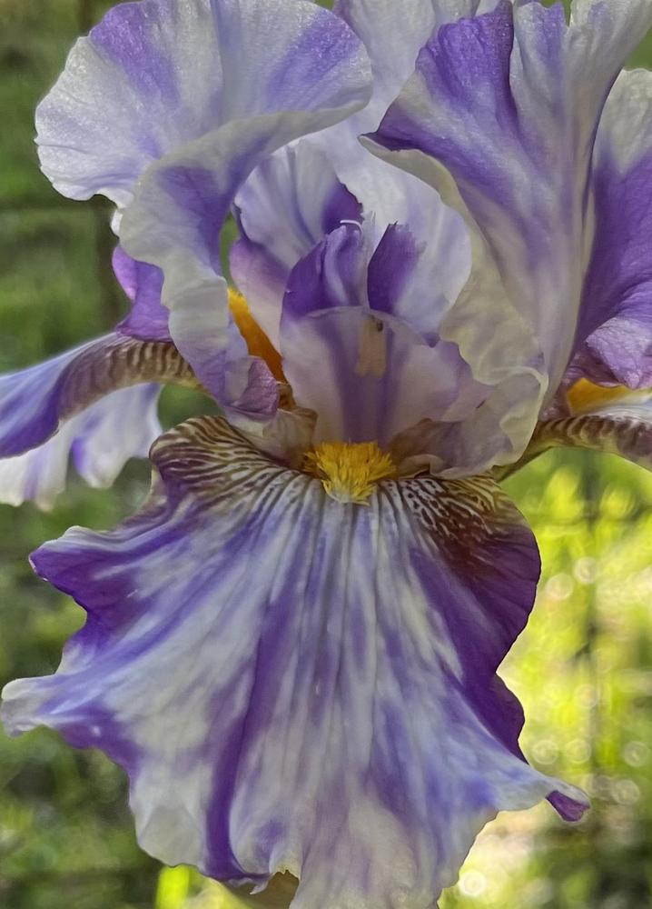 Photo of Tall Bearded Iris (Iris 'Holy Kosmoly') uploaded by QHBarbie