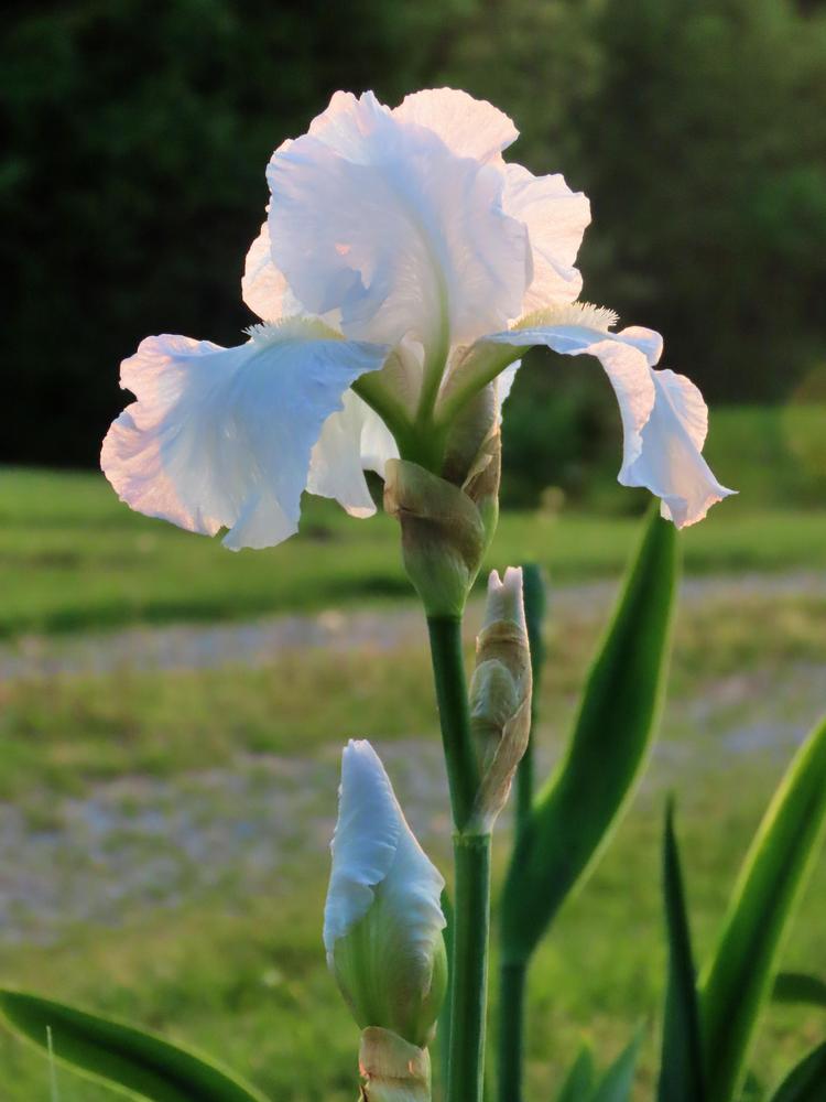 Photo of Tall Bearded Iris (Iris 'Immortality') uploaded by Topdecker