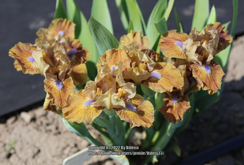 Photo of Standard Dwarf Bearded Iris (Iris 'Plenitelny Uzor') uploaded by Valery33