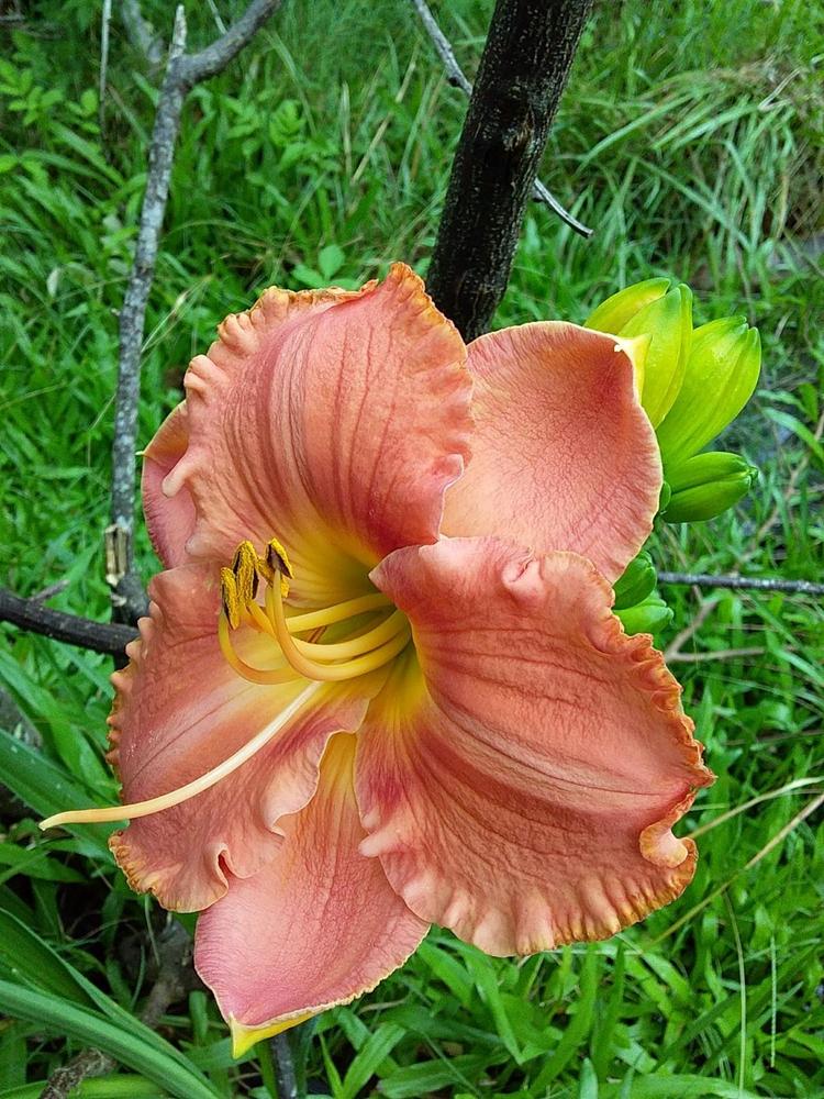 Photo of Daylily (Hemerocallis 'Early Fragrance') uploaded by bron
