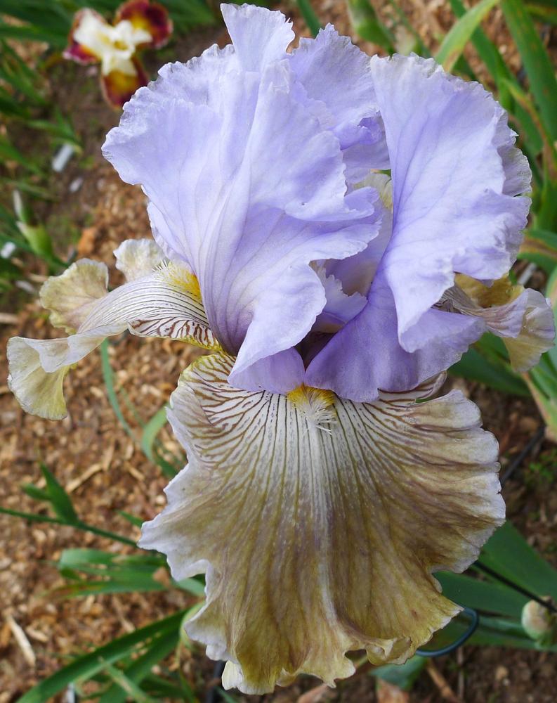 Photo of Tall Bearded Iris (Iris 'Butterfly Affair') uploaded by janwax