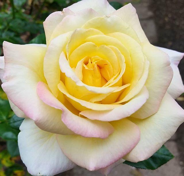 Photo of Hybrid Tea Rose (Rosa 'Peace') uploaded by mizblueprint