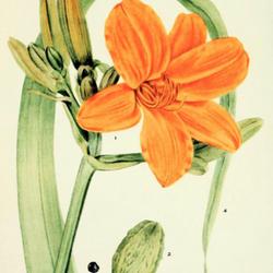 
Date: c. 1933
illustration [by F. Griffith?] from 'Addisonia', 1933