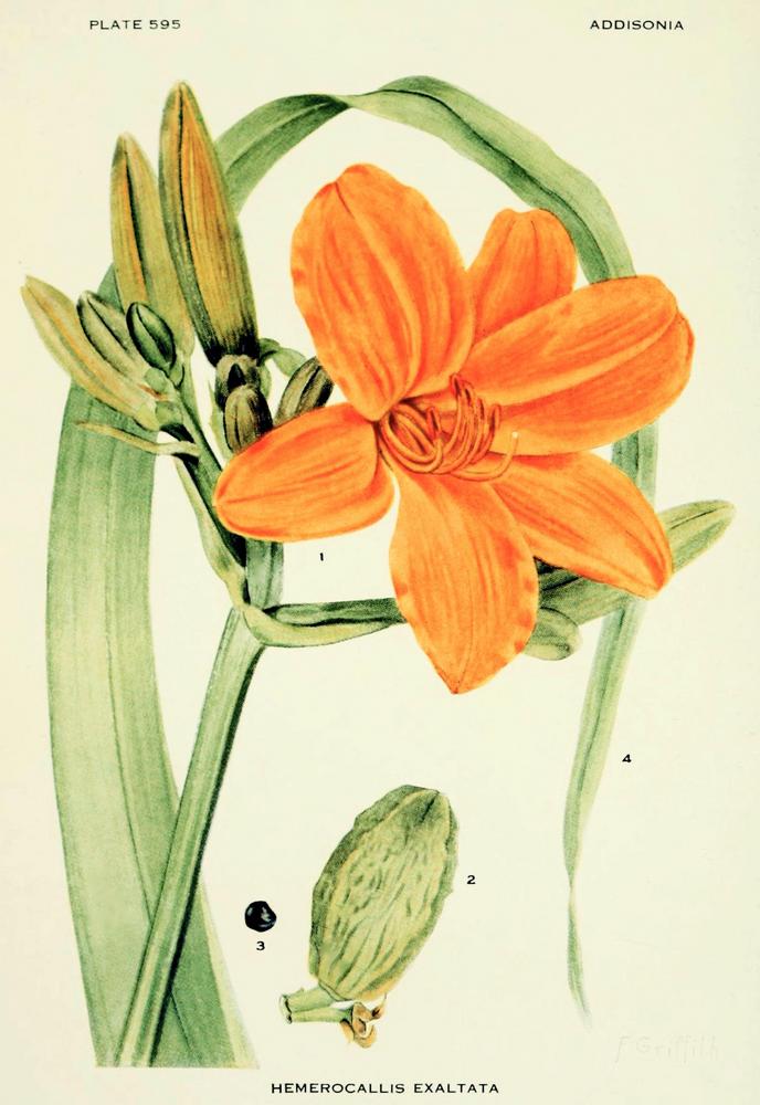 Photo of Daylily (Hemerocallis middendorffii var. exaltata) uploaded by scvirginia