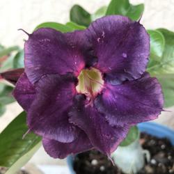 Location: My garden in Tampa, Florida
Date: 2022-05-03
My grafted purple desert rose. This is a different shade of purpl