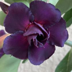 Location: My garden in Tampa, Florida
Date: 2022-05-12
My grafted purple desert rose. The color of this one is “stunni