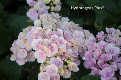 Photo of Hydrangea (Hydrangea macrophylla You Me® Love) uploaded by Joy