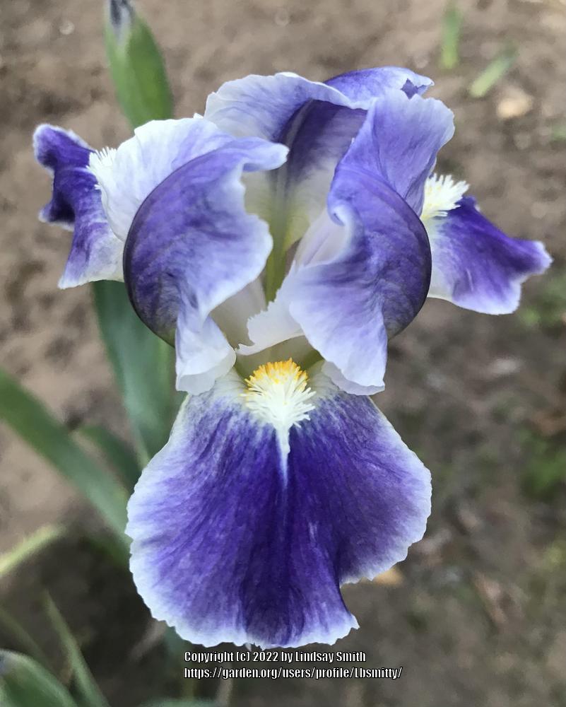 Photo of Standard Dwarf Bearded Iris (Iris 'Ice Etching') uploaded by Lbsmitty