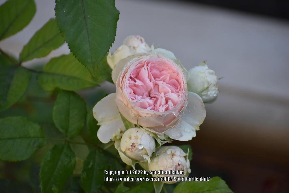 Photo of Shrub Rose (Rosa 'Pompon Flower Circus') uploaded by SoCalGardenNut