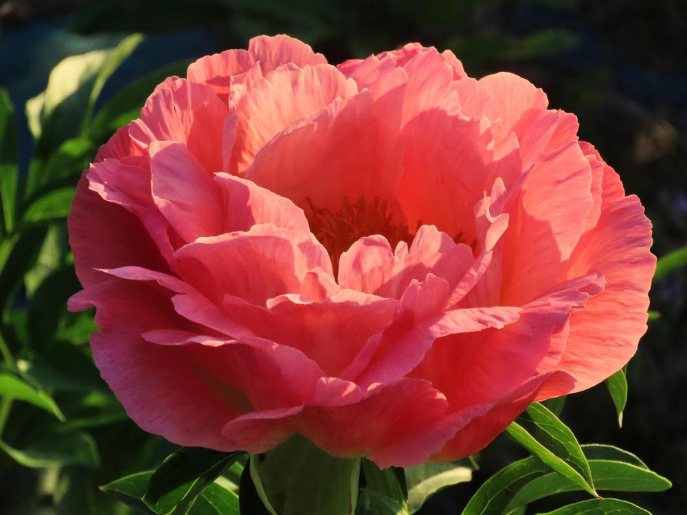 Photo of Peony (Paeonia 'Coral Sunset') uploaded by Topdecker