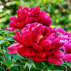 Location: Peony Garden, Nichols Arboretum, Ann Arbor
Date: 2018-05-24
This shot shows the tendency of these red/deep pink blooms to fad