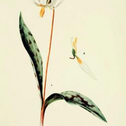 
Date: c. 1933
illustration by Mary E. Eaton from 'Addisonia', 1933