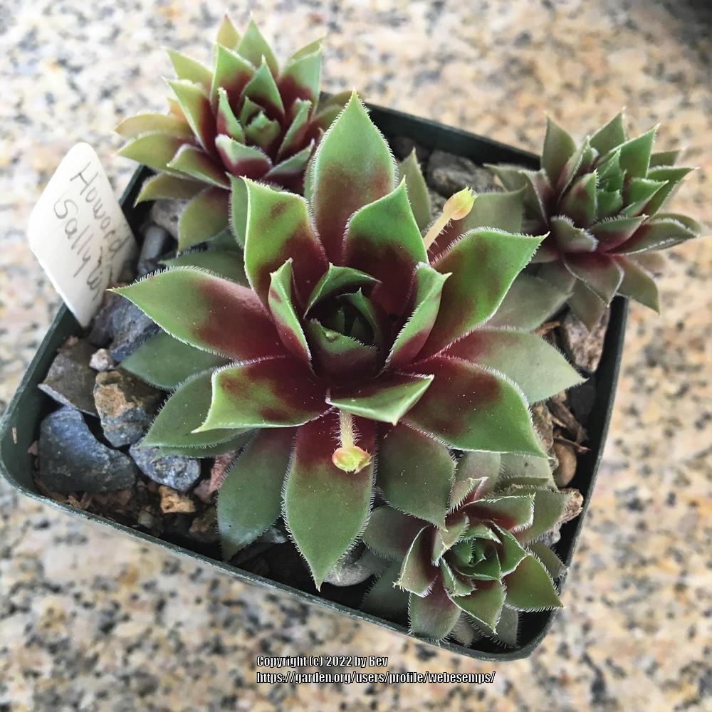 Photo of Hen and Chicks (Sempervivum 'Howard and Sally Wills') uploaded by webesemps