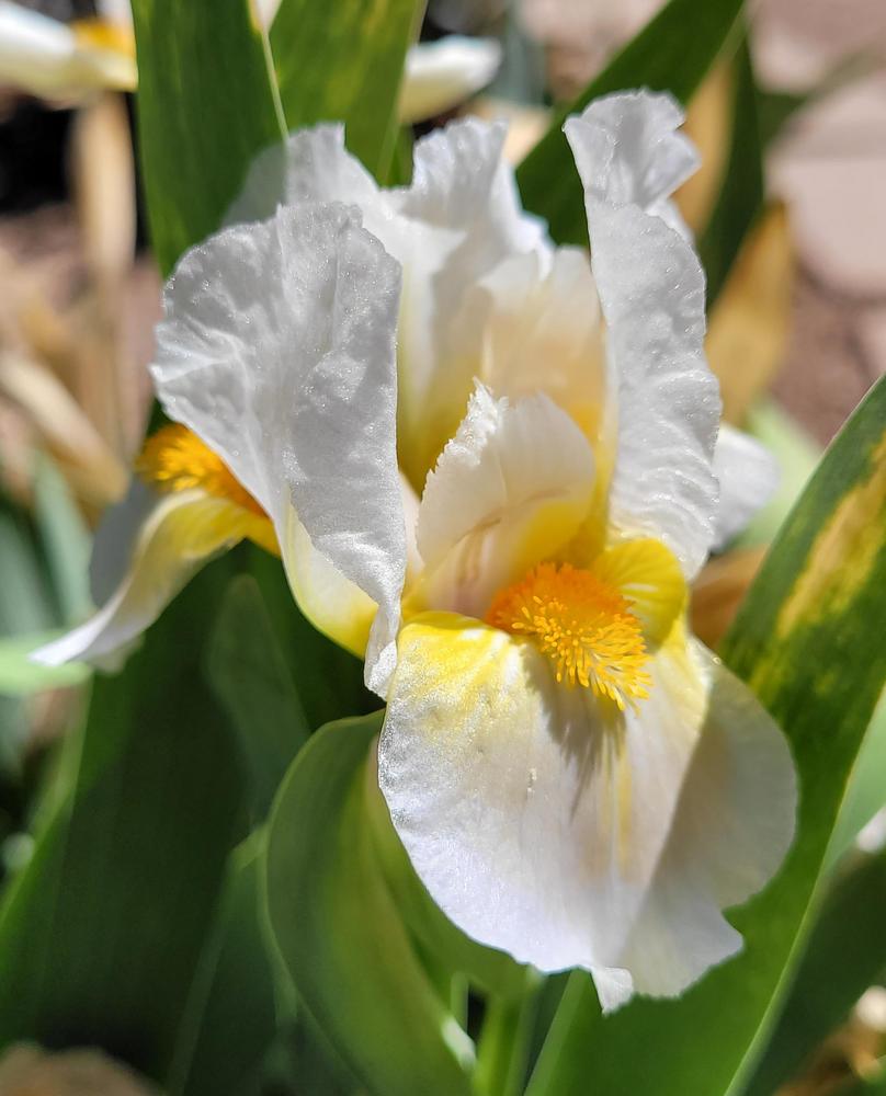 Photo of Standard Dwarf Bearded Iris (Iris 'Murphy's Law') uploaded by Bitoftrouble