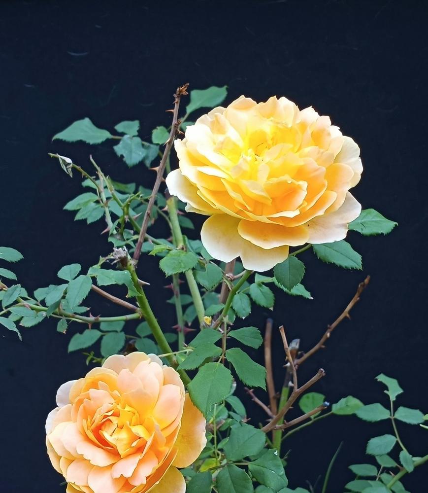 Photo of Rose (Rosa 'Molineux') uploaded by FAIRYROSE