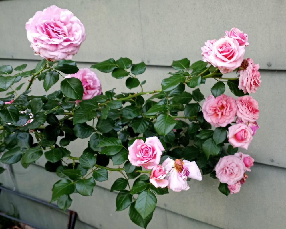 Photo of Rose (Rosa 'Aloha') uploaded by FAIRYROSE