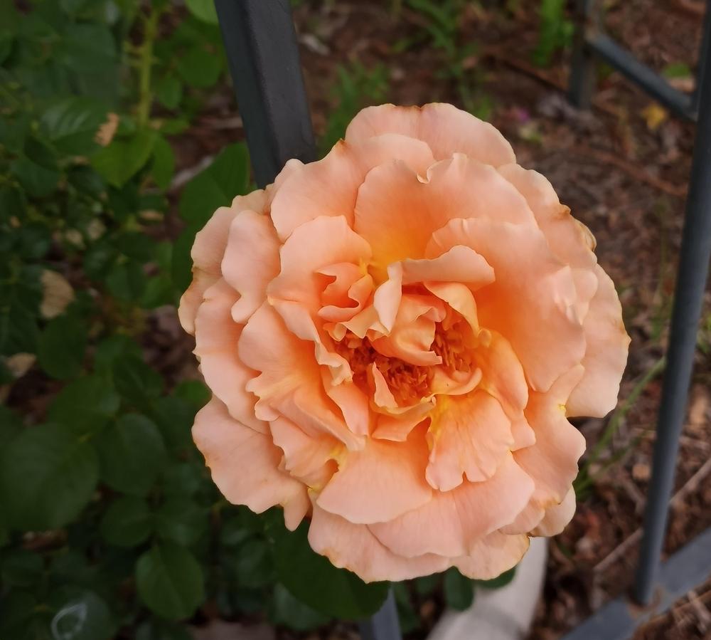 Photo of Rose (Rosa 'Polka') uploaded by FAIRYROSE