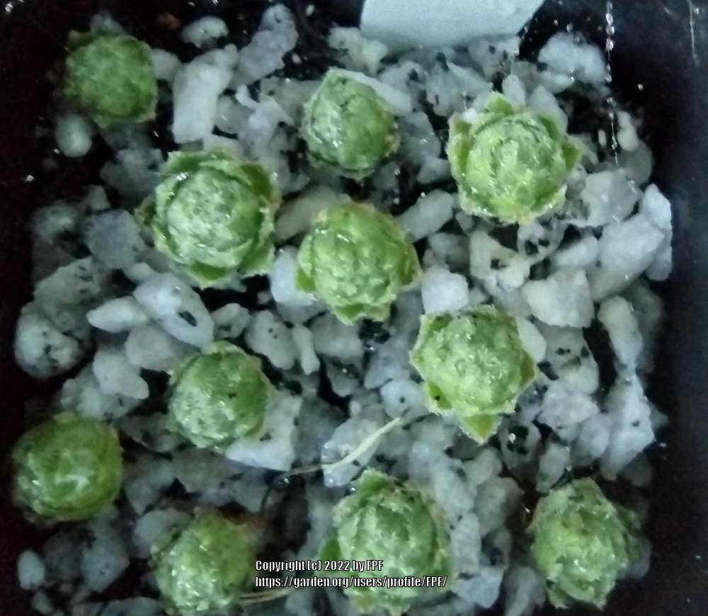 Photo of Hen and Chicks (Sempervivum braunii) uploaded by FPF