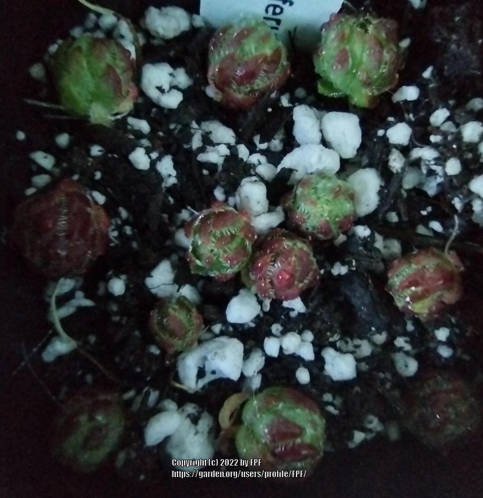 Photo of Rollers (Sempervivum globiferum subsp. hirtum 'White Knight') uploaded by FPF