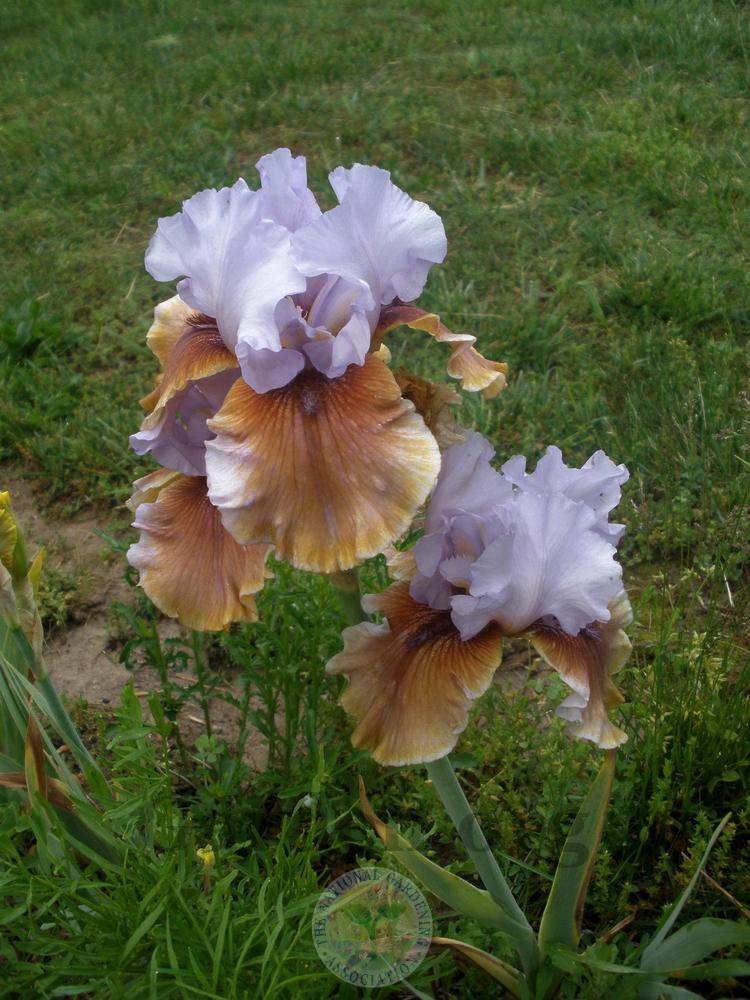 Photo of Tall Bearded Iris (Iris 'Witching') uploaded by Frillylily
