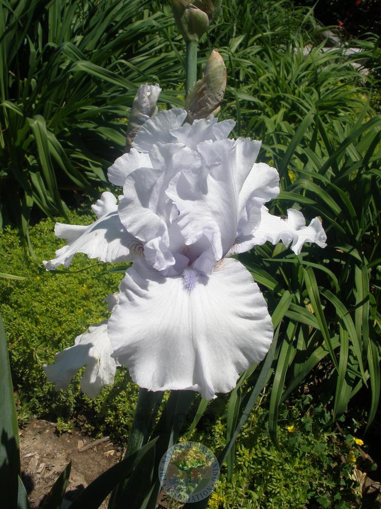 Photo of Tall Bearded Iris (Iris 'Uncle Charlie') uploaded by Frillylily