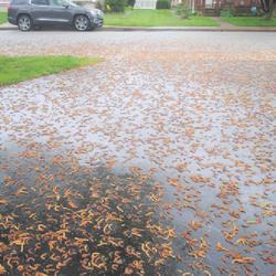 Location: Downingtown, Pennsylvania
Date: 2022-05-07
lots of fallen catkins on the wet driveway