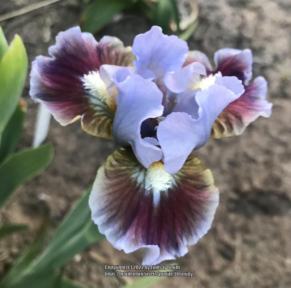 Photo of Standard Dwarf Bearded Iris (Iris 'Devoted') uploaded by Lbsmitty