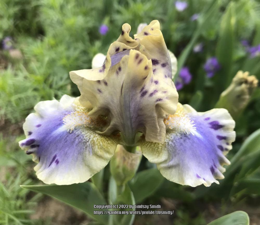 Photo of Standard Dwarf Bearded Iris (Iris 'Leopard Print') uploaded by Lbsmitty
