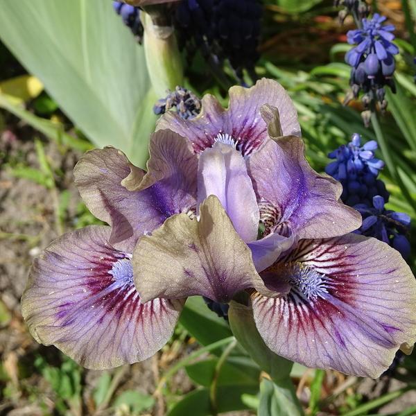 Photo of Standard Dwarf Bearded Iris (Iris 'Serendipity Elf') uploaded by Orsola