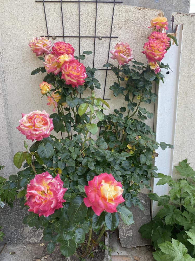 Photo of Rose (Rosa 'Love & Peace') uploaded by REVULSERAS