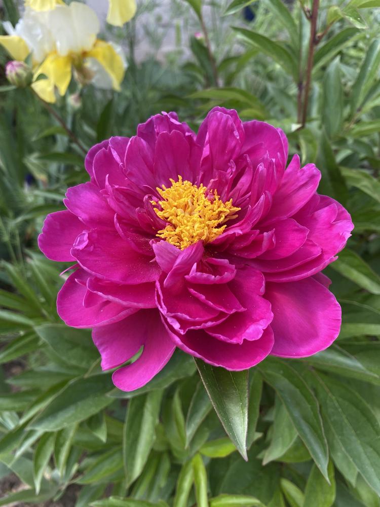 Photo of Peony (Paeonia 'Adolphe Rousseau') uploaded by REVULSERAS