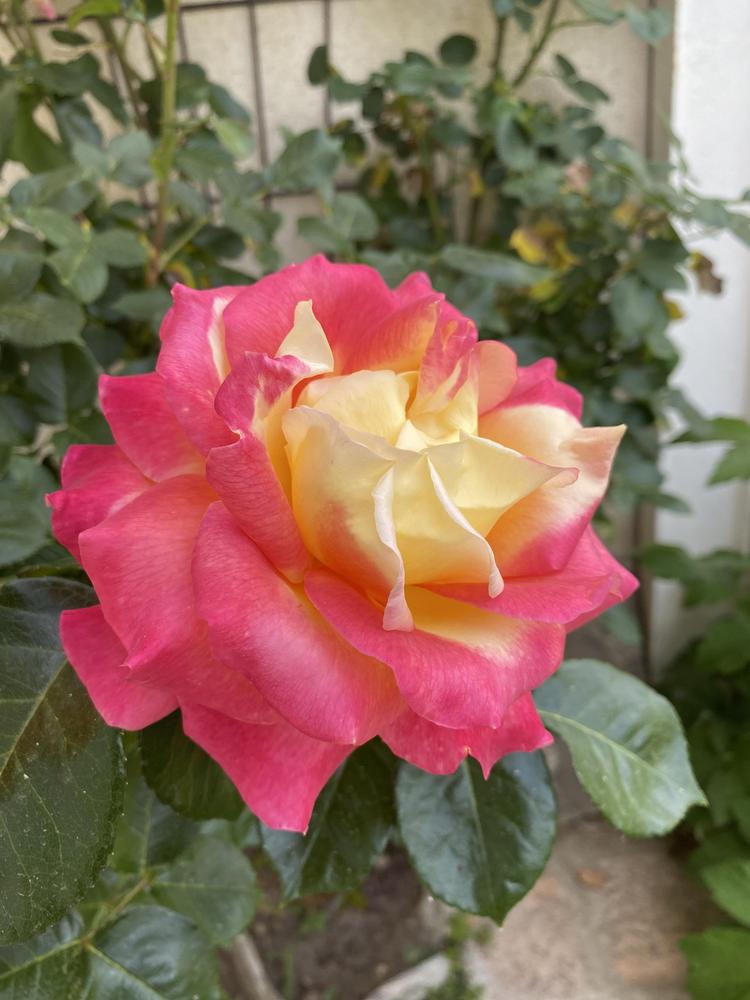 Photo of Rose (Rosa 'Love & Peace') uploaded by REVULSERAS