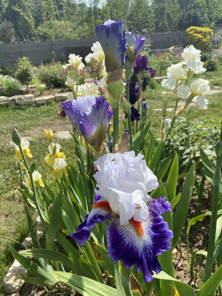 Photo of Tall Bearded Iris (Iris 'Gypsy Lord') uploaded by REVULSERAS