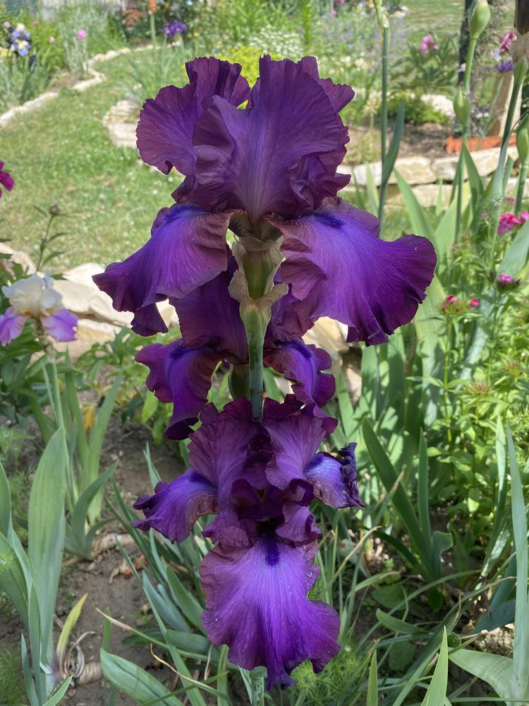 Photo of Tall Bearded Iris (Iris 'Gypsy Romance') uploaded by REVULSERAS