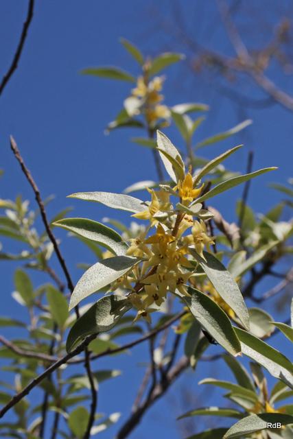 Photo of Russian Olive (Elaeagnus angustifolia) uploaded by RuuddeBlock
