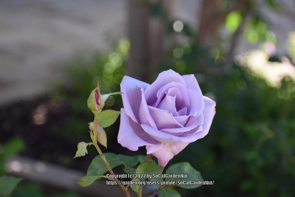 Photo of Rose (Rosa 'Neptune') uploaded by SoCalGardenNut
