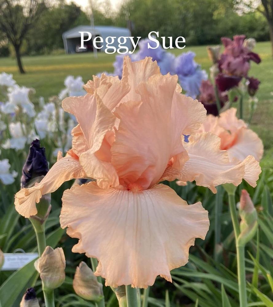Photo of Tall Bearded Iris (Iris 'Peggy Sue') uploaded by amberjewel